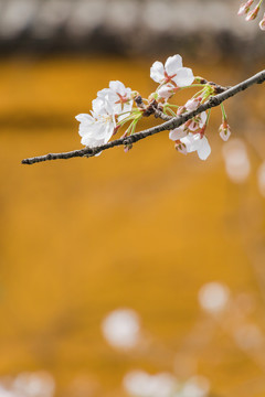 春天花朵白色樱花开放