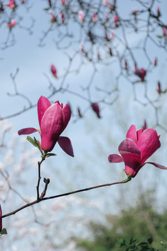 春天花朵紫色玉兰花花苞