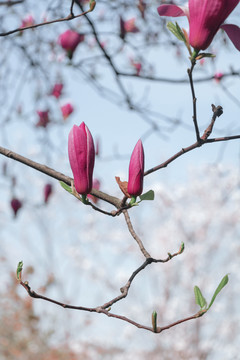 春天花朵紫色玉兰花花苞