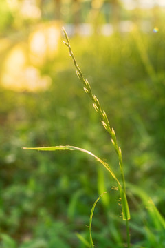 春天绿色植物小草特写背景