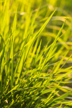春天绿色植物小草特写背景