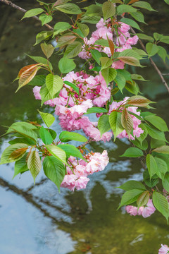 粉色色樱花春天户外花朵植物