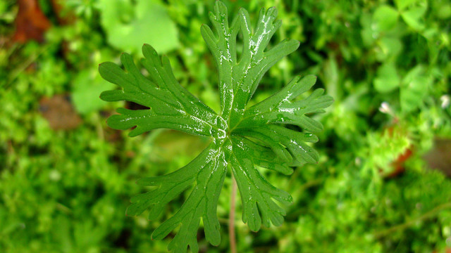 老鹳草