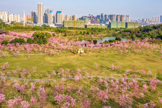 青秀山樱花园