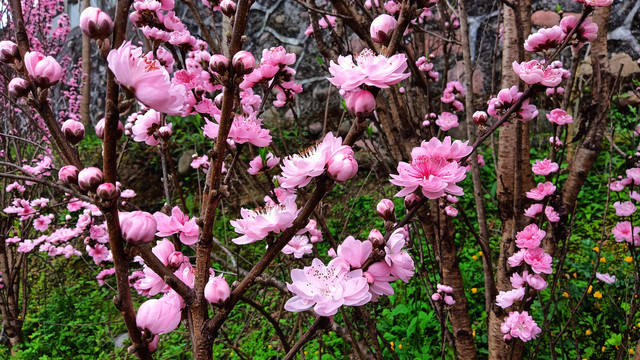 观赏桃花