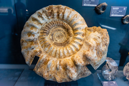 侏罗纪旋肋菊石