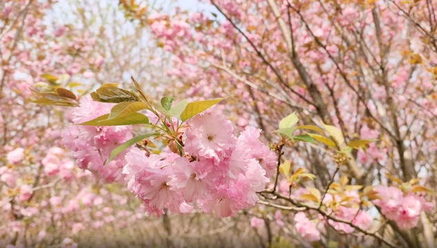 樱花