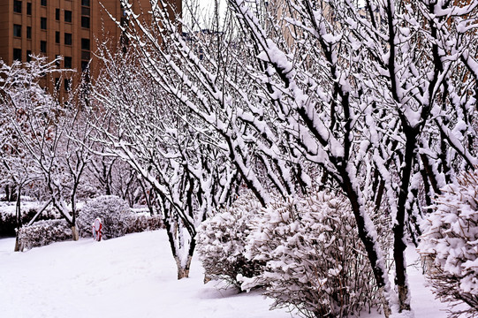 春雪