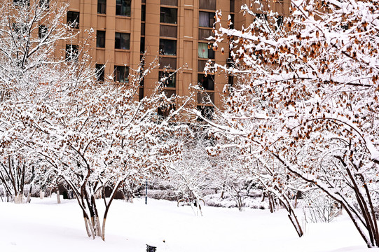 春雪