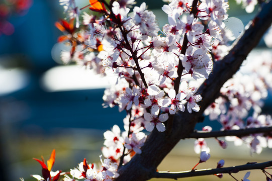 花卉