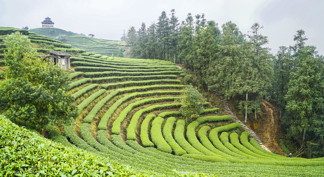 柳州布央三江茶园