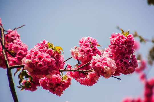 云南樱花特写