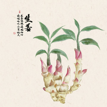 生姜插畫手繪生姜