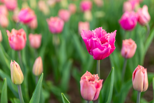 粉色郁金香花海