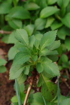 白花败酱