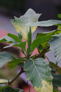 白花曼陀罗