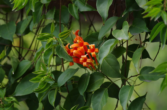 炮仗花