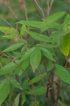 小槐花