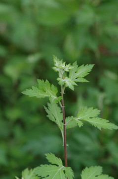 野菊