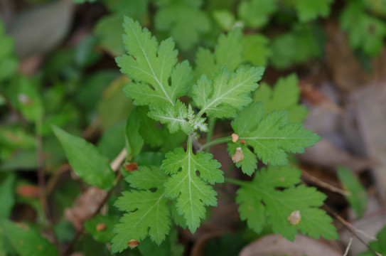 野菊