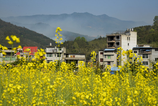 油菜花