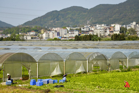 大棚蔬菜