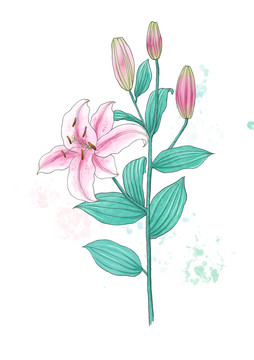 百合花