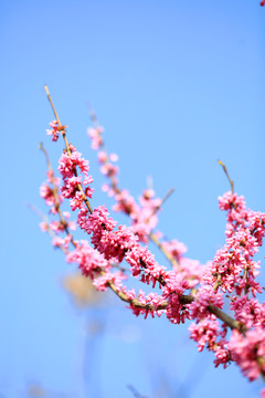 紫色花