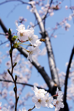 樱花