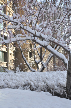 桃花春雪