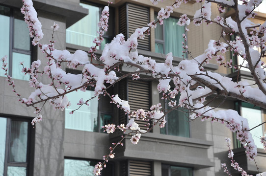 桃花雪