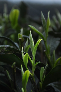 初春的茶芽