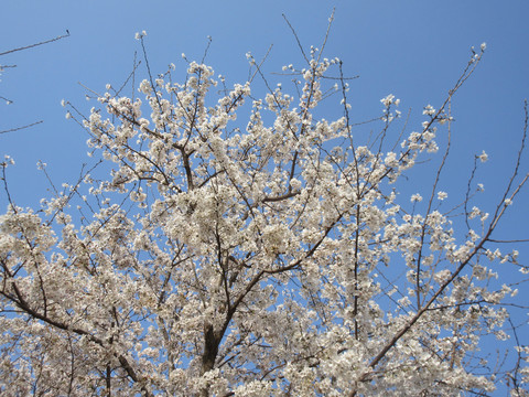 春天里的樱花