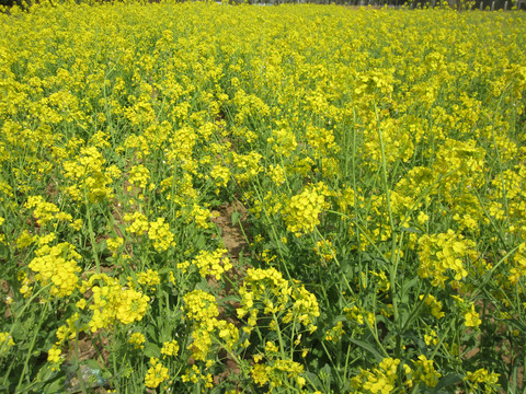 油菜花