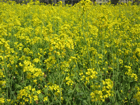 油菜花