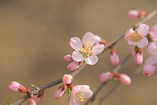 樱花