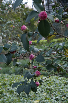 山茶花