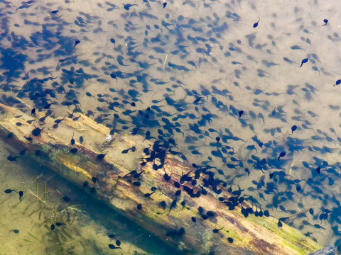 鹤鸣湖公园的蝌蚪