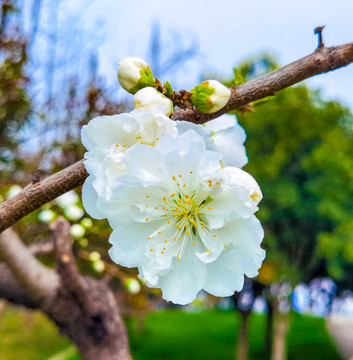 春天绽放的千瓣白桃花