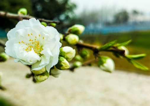 绿叶白碧桃花特写