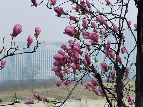 玉兰树开花