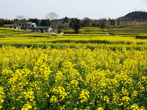 油菜花