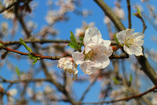 桃花