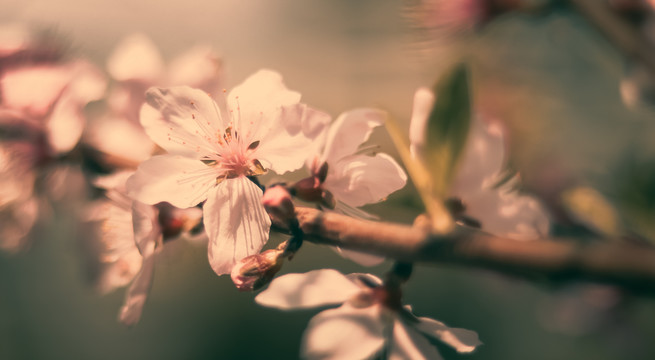 阳山桃花