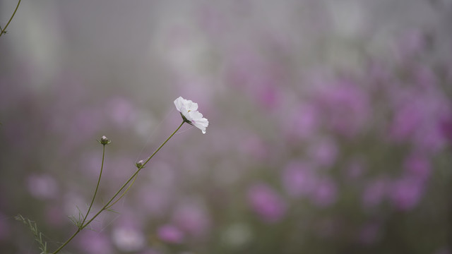 野花