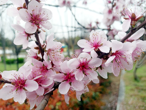 桃花