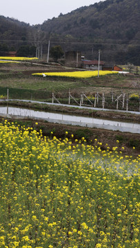 油菜花