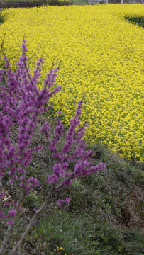 油菜花