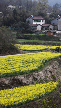 油菜花田