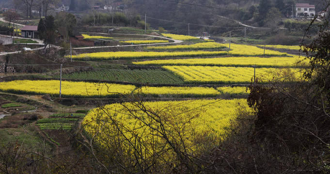 油菜花田